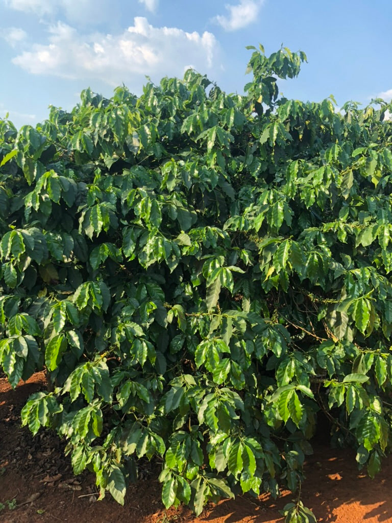 Coffee Arabica Catimor 500g
